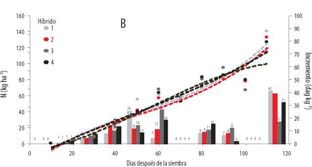 Acumulación
total (kg ha-1) e incremento de absorción de S (dag
kg-1) en la época seca (B) del 2016, 
en cuatro híbridos promisorios de maíz, en función de la edad.