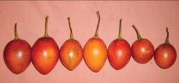 Frutos de las variedades de tomate de árbol morado gigante amarillo gigante morado punton amarillo punton amarillo punton y amarillo bola
