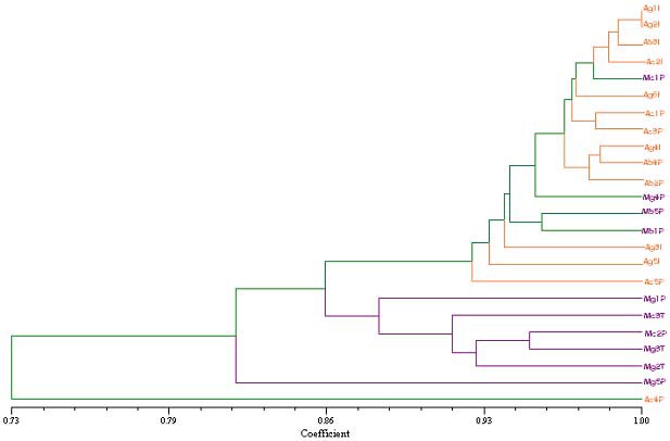 Fenograma UPGMA generado por NTSYS 211 usando el coeficiente Dice y basado en ocho combinaciones de priemers Se puede observar que el genotipo Ac4P se diferencia un 27% del resto Los genotipos del tipo amarillo están agrupados con una semejanza del 86% con respecto a los genotipos moradosresaltados en negrilla con excepción de Mg4P  Mb5P Mb1P y Mc1P que son mucho más cercanos a los geno tipos del tipo amarillo