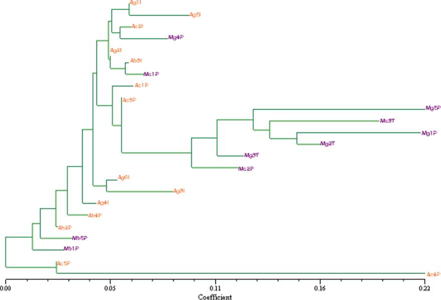Fenograma Neighbor Joining , generado por NTSYS 2.11 usando el coeficiente de Nei y basado en ocho combinaciones de primers. Se puede observar una distancia mayor entre los genotipos morados (resaltados en negrilla) con relación a los genotipos amarillos, con excepción de los genotipos Mc1P, Mc4P, Mb5P y Mb1P, que
parecen estar más relacionados con los genotipos del tipo amarillo.