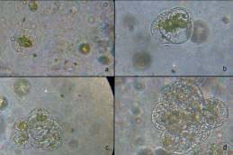 Primeras divisiones de los protoplastos en medio de cultivo Mprota Protoplastos a los 4 días de cultivo se observa la primera división b Protoplastos a los 7 días de cultivo se observan colonias de 4 células c Protoplastos a los 9 días de