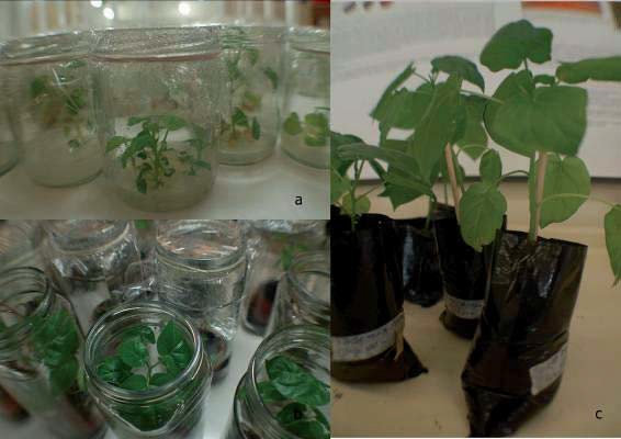 Retoños de tomate de árbol obtenidos a partir de
protoplastos: (a) Retoños que presentan enraizamiento en medio MS. (b) Proceso
de aclimatación en tierra. (c) Plantas, listas para ser cultivadas en campo.