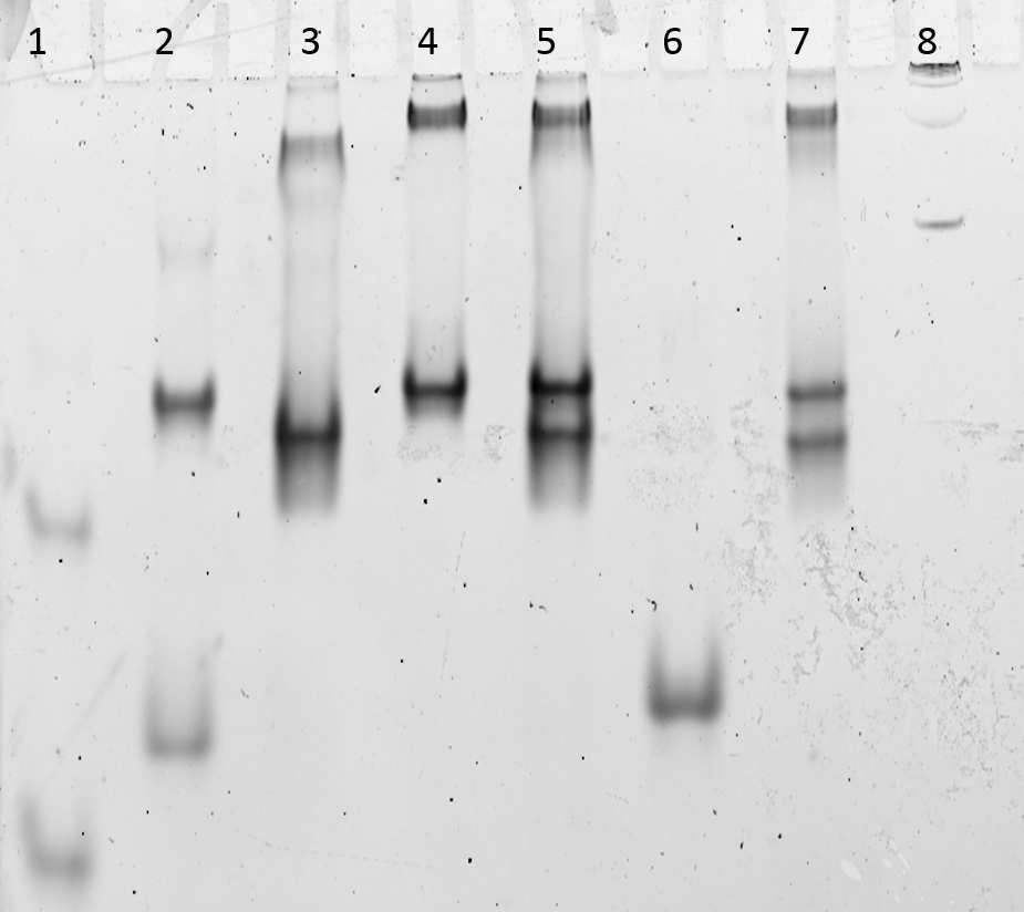 AGE gel (15 %) que muestra evidencia de formación de especies de alto peso molecular y de
la formación de especies oli- goméricas probablemente constituidas de G-cuádruple a partir de ADN de doble cadena preformado antes
de exponer las muestras a 1 h de incubación en presencia de potasio (1- KMgTb).