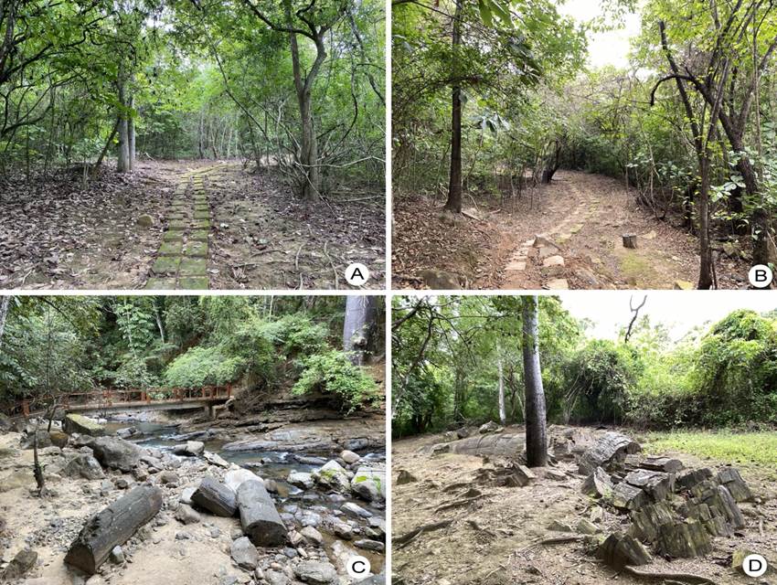 Fragmentos de árboles petrificados asentados en el suelo Zonas del Bosque Petrificado de Puyango AB Transectos típicos para recorrido dentro del parque CD