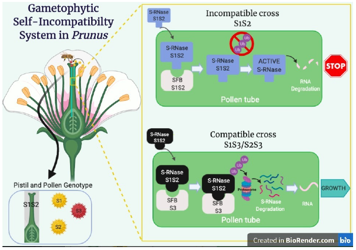 Interacción de la S-RNasa y la proteína SFB en
el Sistema de Incompatibilidad Gametofítica en cruzas incompatibles y
compatibles en el capulí