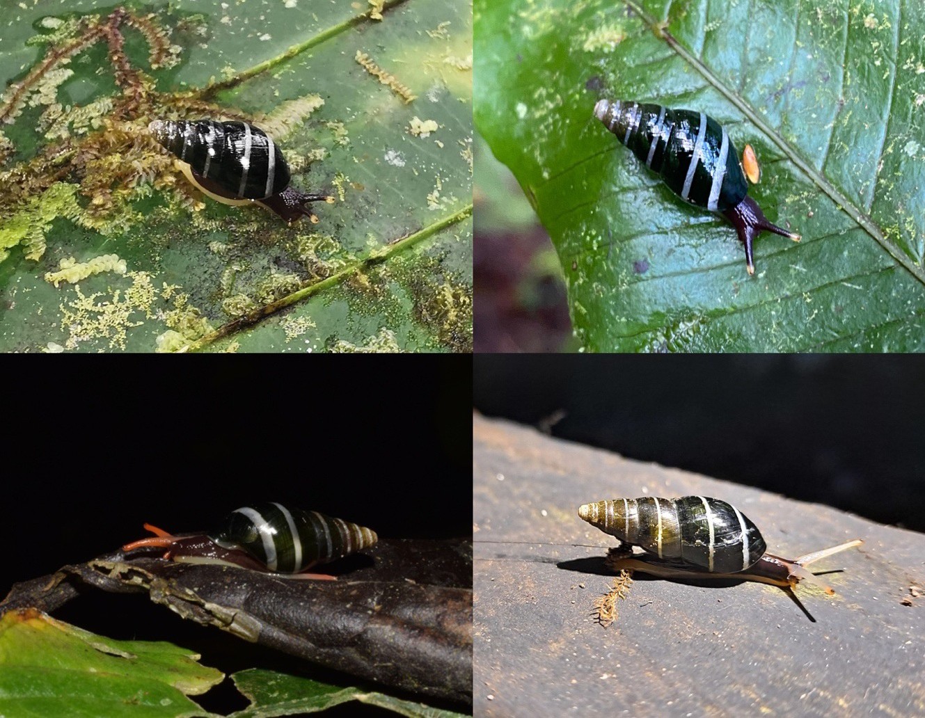 Variation
of colouration in life of Zoniferella
riveti var. bizonalis / Z. bicingulata. Photos by Barna Takats (top left), Seth Ames (top right), Ben
Stegenga (bottom left), Eduardo Obando (bottom right), iNaturalist 

(CC-BY-NC).