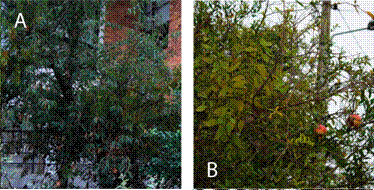Photos of P.
nervosum host species. A. Prunus serotina. B. Punica granatum. C. Salix humboldtiana. 

D. Solanum brevifolium.