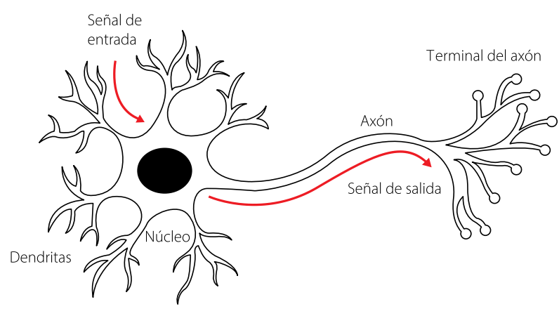 Representación artística de una neurona biológica. Imagen con base en [55]