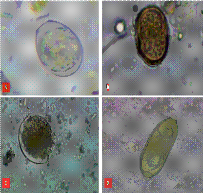 Identificación microscópica (40 x) de endoparásitos en aves acuáticas de la laguna Yahuacorcha,