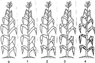 Escala diagramática del complejo mancha de asfalto.