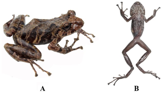 Vista dorsal,
ventral y de perfil de Pristimantis kuri sp. nov., DHMECN 11383, macho, holotipo. (CRP).