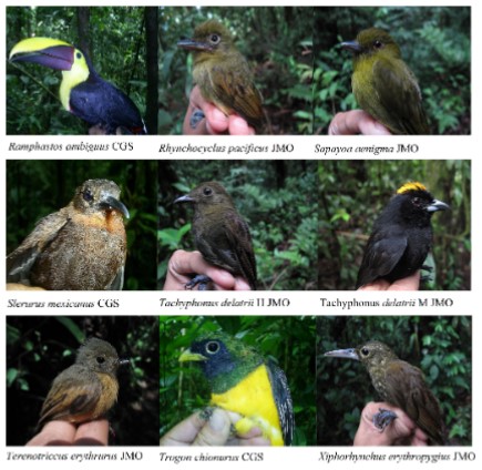 Algunas aves representativas de la
diversidad ornitológica de Tobar Donoso, Carchi, Ecuador. H = hembra, M =
macho. Fotografías por Javier Mena Olmedo (JMO) y César Garzón Santomaro (CGS).