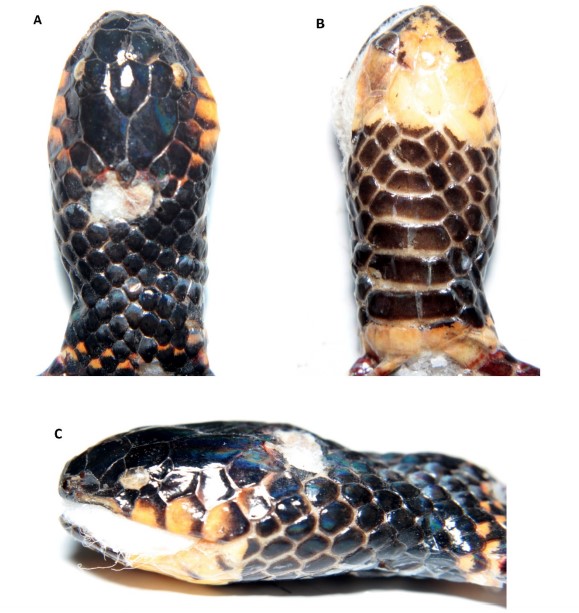 Detalle de la cabeza de Micrurus steindachneri (MZUA.RE 0371, macho). A) dorsal, B) ventral, C) perfil
