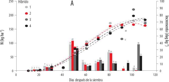 Acumulación
total (kg ha-1) e incremento de absorción de N (dag
kg-1) en la época
lluviosa (A) del 2016, en cuatro híbridos promisorios de maíz, en función de la
edad.