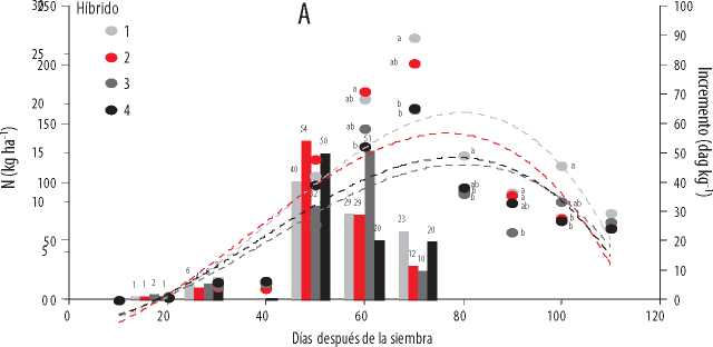 Acumulación
total (kg ha-1) e incremento de absorción de S (dag
kg-1) en la época lluviosa (A) del
2016, en cuatro híbridos promisorios de maíz, en función de la edad.