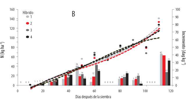 Acumulación
total (kg ha-1) e incremento de absorción de S (dag
kg-1) en la época seca (B) del 2016,
en cuatro híbridos promisorios de maíz, en función de la edad.