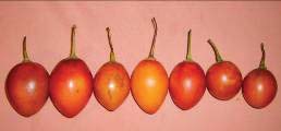 Frutos de las variedades de tomate de &aacute;rbol morado gigante amarillo gigante morado punton amarillo punton amarillo punton y amarillo bola