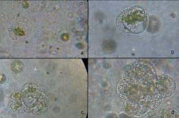Primeras divisiones de los protoplastos en medio de cultivo Mprota Protoplastos a los 4 d&iacute;as de cultivo se observa la primera divisi&oacute;n b Protoplastos a los 7 d&iacute;as de cultivo se observan colonias de 4 c&eacute;lulas c Protoplastos a los 9 d&iacute;as de