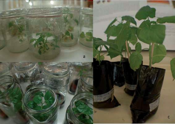 Reto&ntilde;os de tomate de &aacute;rbol obtenidos a partir de
protoplastos: (a) Reto&ntilde;os que presentan enraizamiento en medio MS. (b) Proceso
de aclimataci&oacute;n en tierra. (c) Plantas, listas para ser cultivadas en campo.
