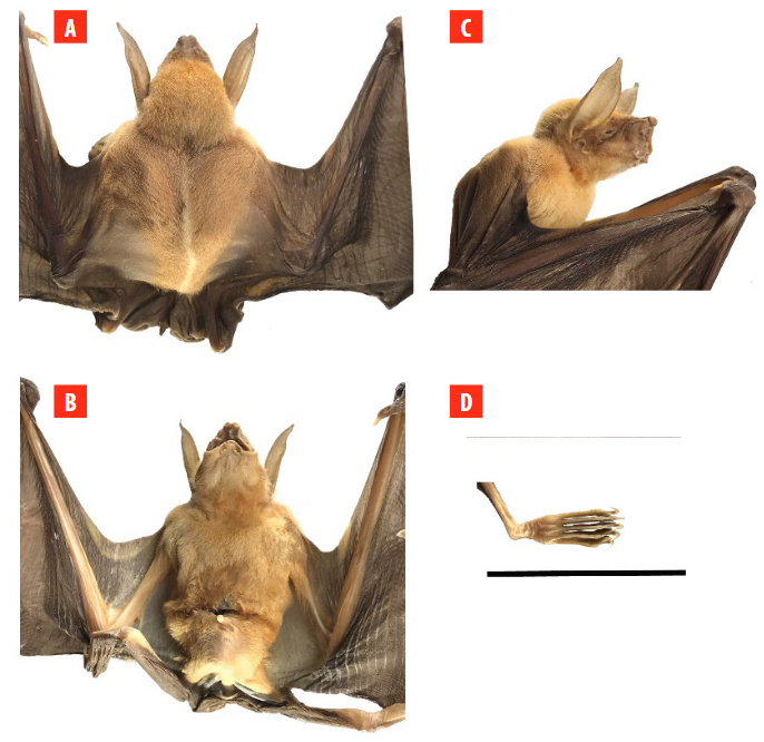 FIGURE 2.