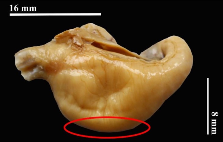 Est&oacute;mago extra&iacute;do de Rhinella horribilis (DHMECN 6766, hembra,
85,6 mm de longitud corporal).