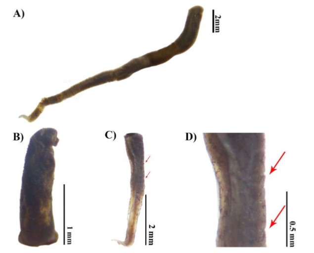 Ochoterenella sp. (MECN-SIN-001) encontrado adherido a la pared inferior del est&oacute;mago de un Rhinella horribilis.
