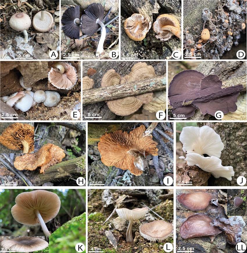 Macrohongos del Bosque Petrificado de Puyango A Agaricus cf subrufescens B Agaricus sp CD Coprinopsis cf mexicana E Coprinopsis sp FG cf Chondrostereum sp HI Gymnopilus cf peliolepis J Pleurotus cf djamor K Pluteus sp L Xerula sp LL Auricularia fuscosuccinea