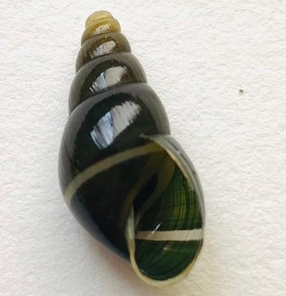 Specimen of Zoniferella
vespera from Otonga Reserve, province of Cotopaxi, Ecuador, deposited at
the Museo de Zoología (ZSFQ),
Universidad San Francisco de Quito USFQ.