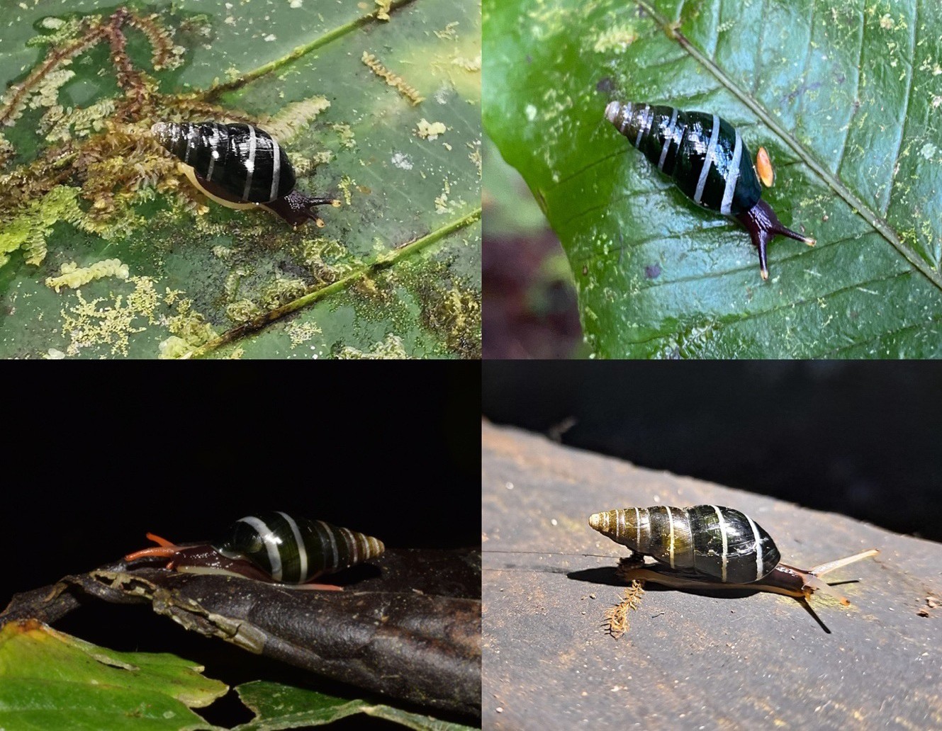 Variation
of colouration in life of Zoniferella
riveti var. bizonalis / Z. bicingulata. Photos by Barna Takats (top left), Seth Ames (top right), Ben
Stegenga (bottom left), Eduardo Obando (bottom right), iNaturalist
(CC-BY-NC).