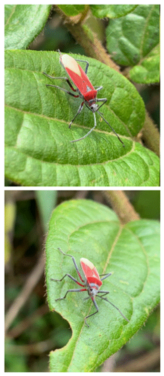 First photographs of Stenomacra tungurahuana Brailovsky and Mayorga 1997 showing its colouration in life San Isidro Lodge province of Napo Republic of Ecuador
