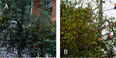 Photos of P.
nervosum host species. A. Prunus serotina. B. Punica granatum. C. Salix humboldtiana.
D. Solanum brevifolium.