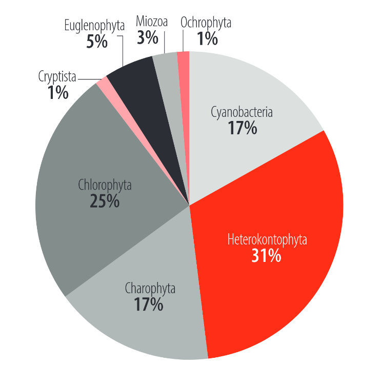 Distribución porcentual (%) de la riqueza específica de fitoplancton en el lago San Pablo.