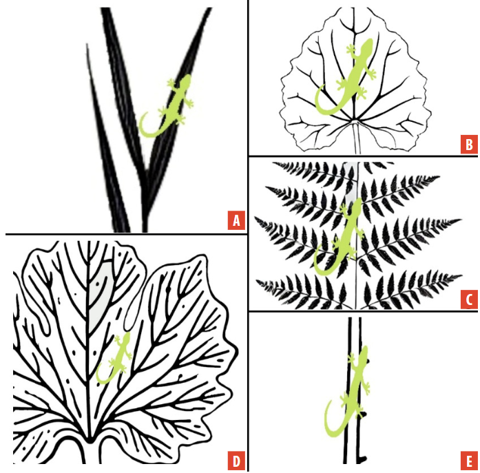 Examples of perch types used by Anolis gemmosus: A Long and narrow leaves (e.g., grasses); B long and broad oblong leaves; C compound leaves (e.g., ferns); D large leaves; and E stems.