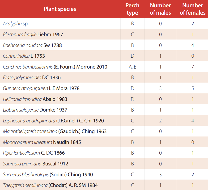 Plant species used as sleeping perches by Anolis gemmosus. The second column shows the perch type: A Long and narrow leaves (e.g., grasses); B long and broad oblong leaves; C compound leaves (e.g., ferns); D large leaves; and E stems.