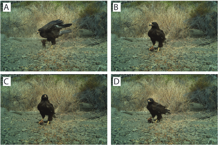 First record of a Galapagos Hawk Buteo galapagoensis preying upon a feral cat Felis catus on Wolf Volcano, Isabela Island, Galapagos, taken by a camera trap as bycatch data.