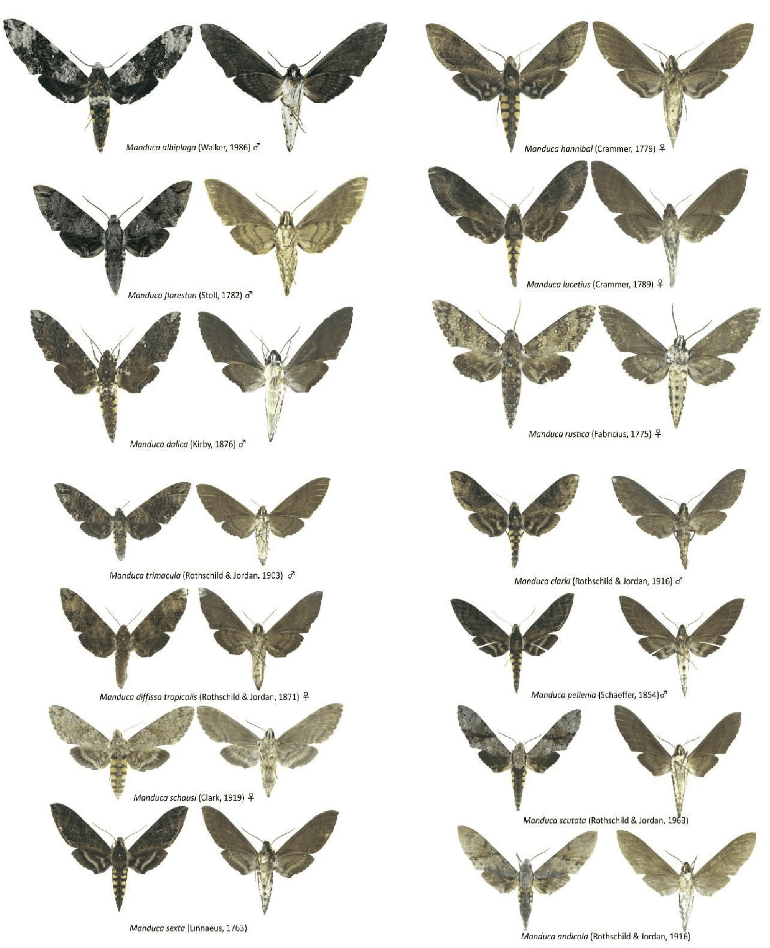 Diversidad de especies del género Manduca presentes en Ecuador. Fotografías de individuos adultos que ilustran la variabilidad morfológica del grupo.