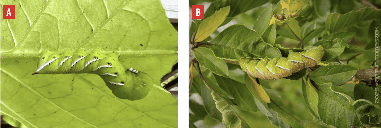 Larvas de Manduca sexta (izquierda) y Manduca rustica (derecha). Fotografías de observaciones en iNaturalist. Créditos: David Braun y Artur Tomaszek [9] [10].