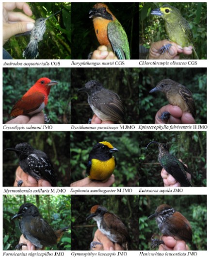 Algunas aves representativas de la
diversidad ornitológica de Tobar Donoso, Carchi, Ecuador. H = hembra, M =
macho. Fotografías por Javier Mena Olmedo (JMO) y César Garzón Santomaro (CGS).