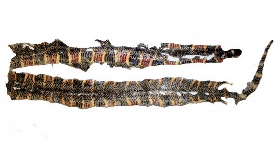 Piel de Micrurus steindachneri (MZUA.RE 0371, macho) colectada en el &Aacute;rea Ecol&oacute;gica de Conservaci&oacute;n Municipal Tinajillas-R&iacute;o Gualace&ntilde;o, provincia de Morona Santiago, Ecuador.