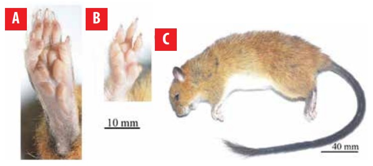 FIGURA 2