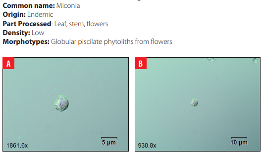 4.14 Malvaceae.
Miconia
robinsoniana Cogn.