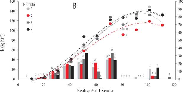 Acumulación
total (kg ha-1) e incremento de absorción de N (dag
kg-1) en la
época seca (B) del 2016, en cuatro híbridos promisorios de maíz, en función de
la edad.