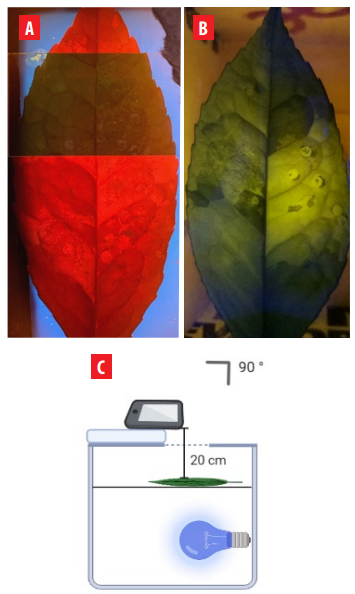 Figure 2.