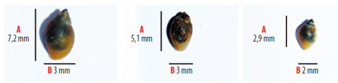 Figura 2.