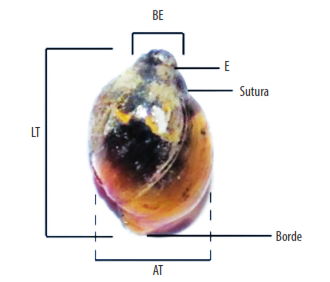 

Figura 3. 