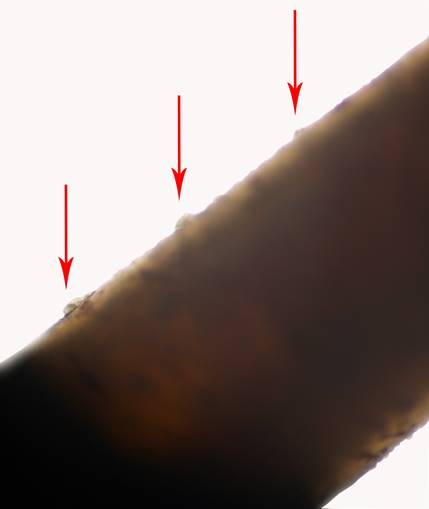 Protuberancias cuticulares características del género Ochoterenella, localizadas en la región media del cuerpo del
nematodo Ochoterenella sp. (MECN-SIN-001), encontrado adherido a la pared inferior del estómago de
un Rhinella horribilis.