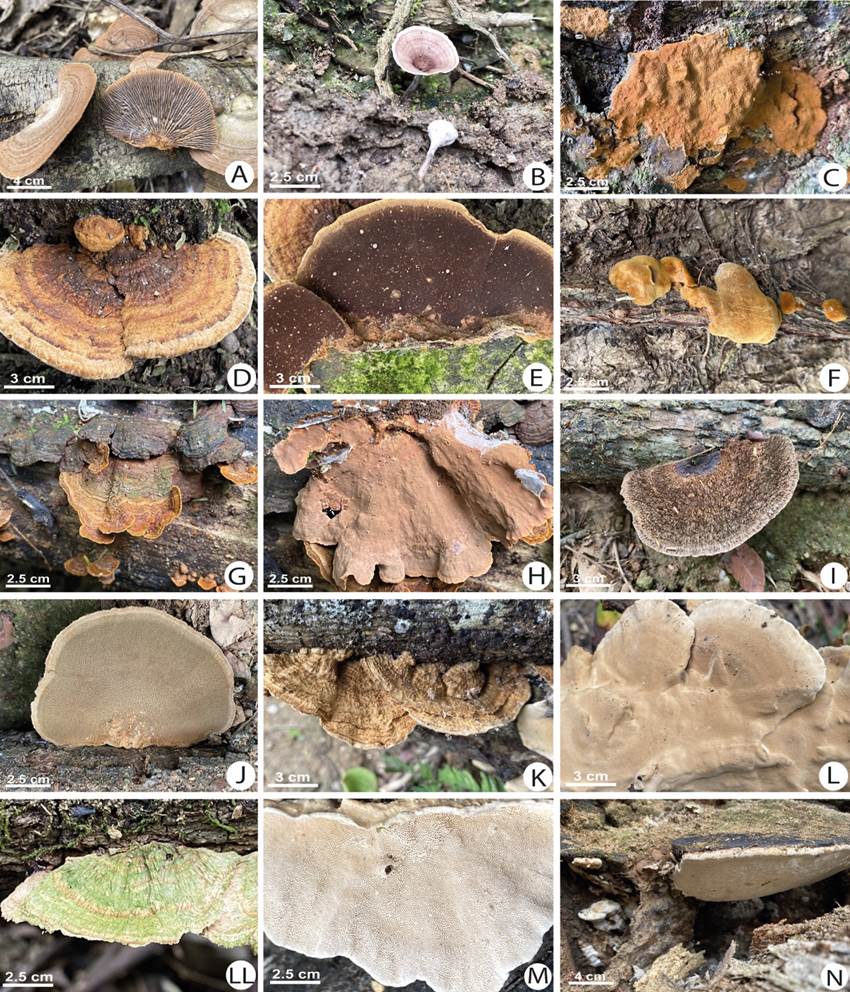 Macrohongos del Bosque Petrificado de Puyango A Agaricus cf subrufescens B Agaricus sp CD Coprinopsis cf mexicana E Coprinopsis sp FG cf Chondrostereum sp HI Gymnopilus cf peliolepis J Pleurotus cf djamor K Pluteus sp L Xerula sp LL Auricularia fuscosuccinea