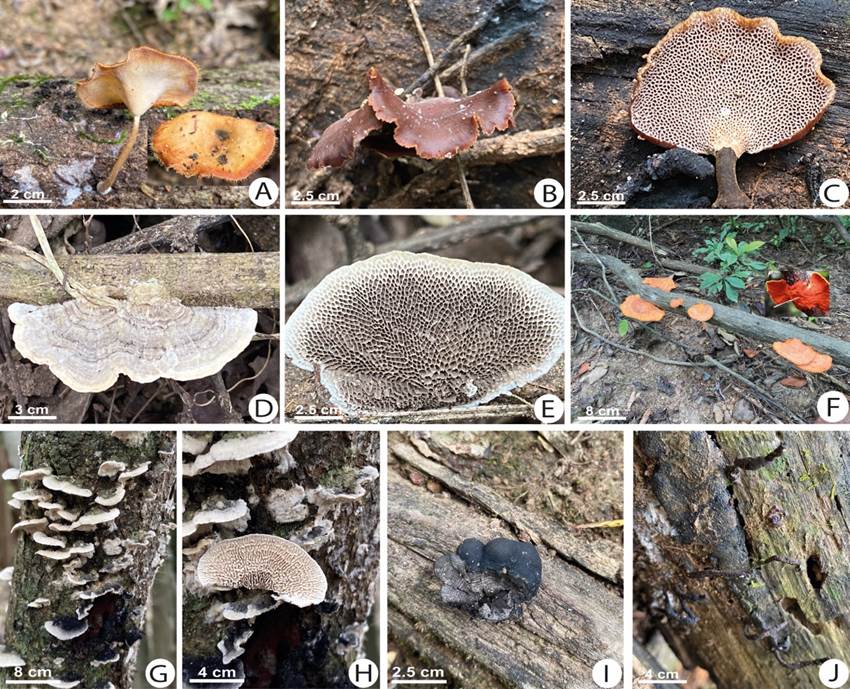Macrohongos del Bosque Petrificado de Puyango A Lentinus tricholoma BC Neodictyopus sp DE Pseudofavolus tenuis F Pycnoporus sanguineus GH Daedalea sp I Daldinia concentrica J Xylaria sp