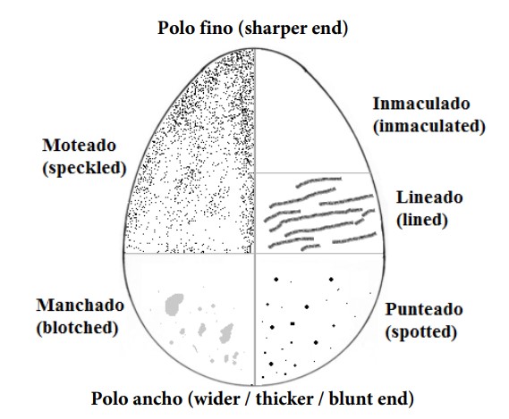 Figura 4