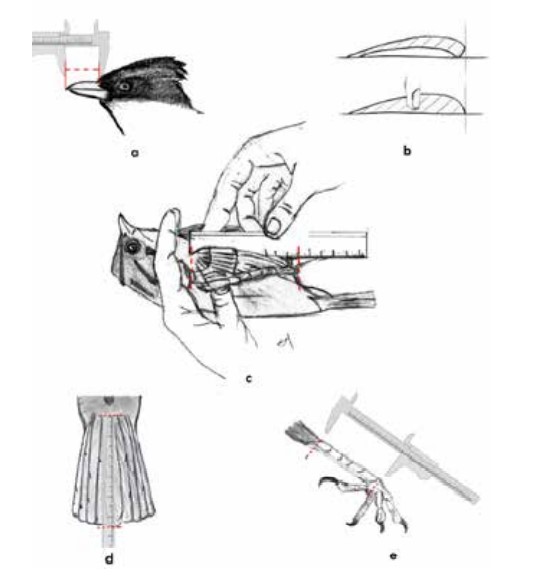 Figura 3